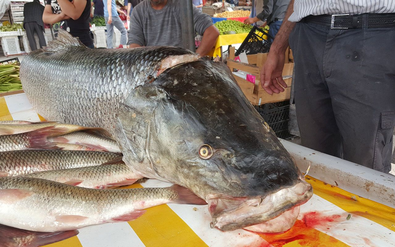 Erzincan'da Fırat Nehri'nde oltaya 83 kiloluk dev Turna balığı takıldı