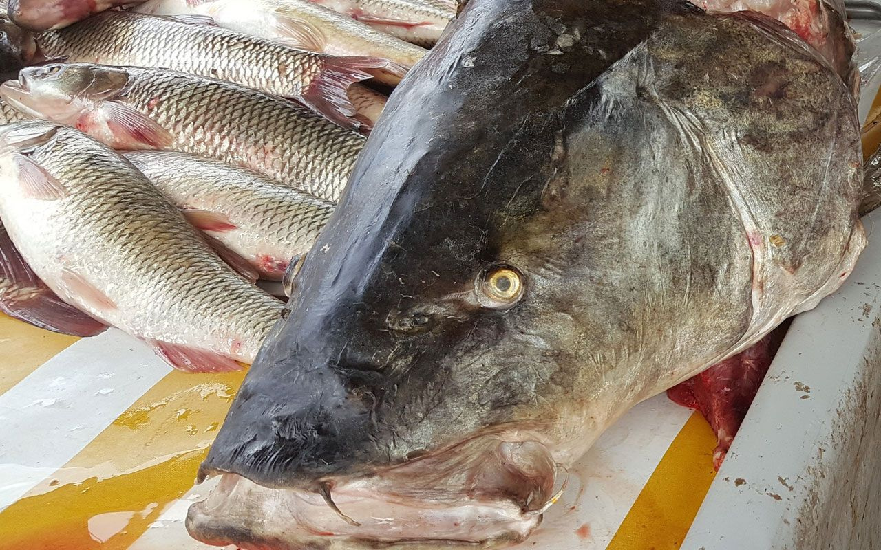 Erzincan'da Fırat Nehri'nde oltaya 83 kiloluk dev Turna balığı takıldı