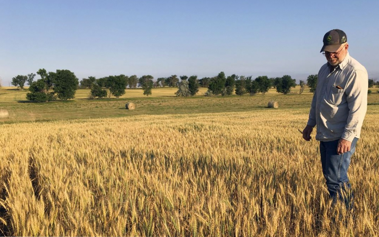Adana’da buğday hasadı sürüyor