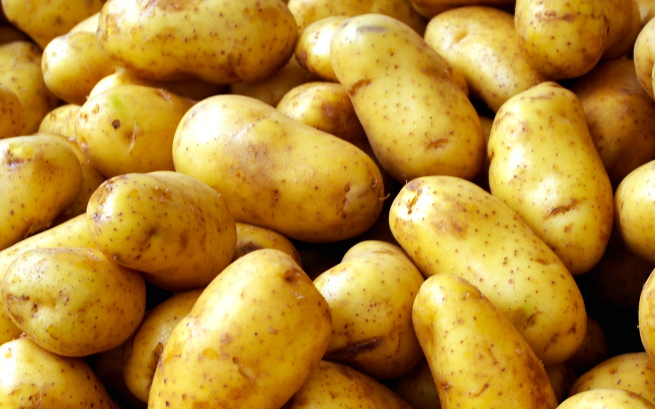 Patatesin fiyatı geriliyor tarlada 1,4 lira