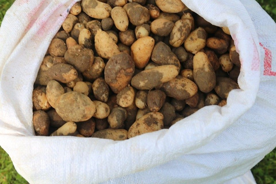 25 kilo salep soğan ile yakalandılar! 300 bin TL ceza yediler