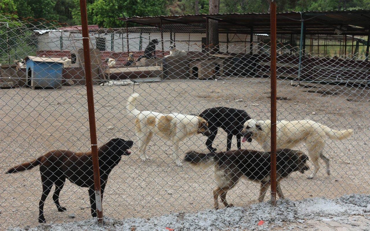 Hayvanseverler Pitbull’un yasaklı ırktan çıkarılmasını istiyor