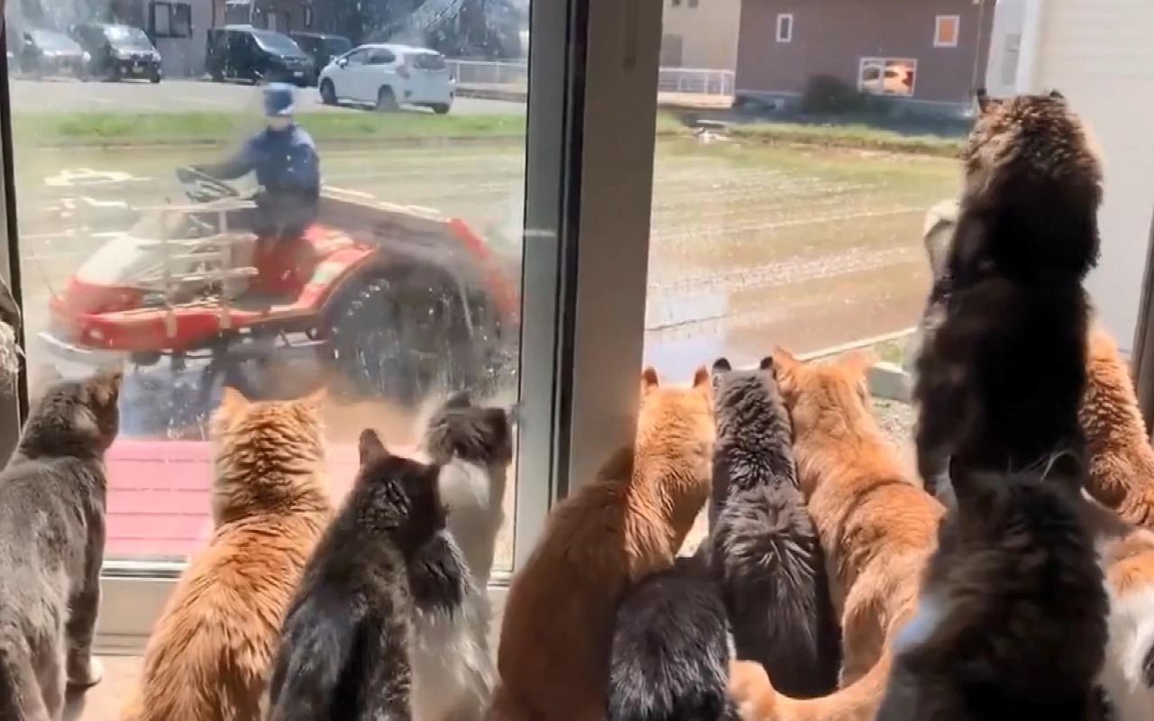 Japonya'da kedilerin "çiftçi" merakı