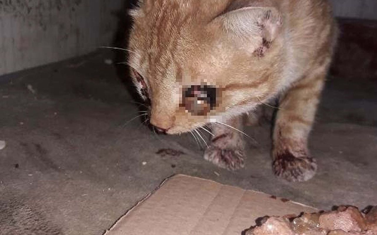 Adıyaman'da işkence yapılarak gözü oyulan yavru kedi tedaviye alındı