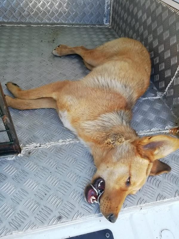 Zonguldak'ta ağzına çelik halka sıkışan köpeği AFAD ekibi kurtardı