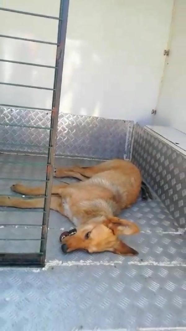 Zonguldak'ta ağzına çelik halka sıkışan köpeği AFAD ekibi kurtardı