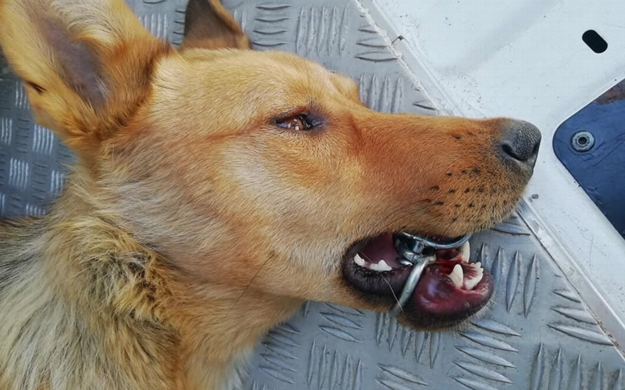 Zonguldak'ta ağzına çelik halka sıkışan köpeği AFAD ekibi kurtardı