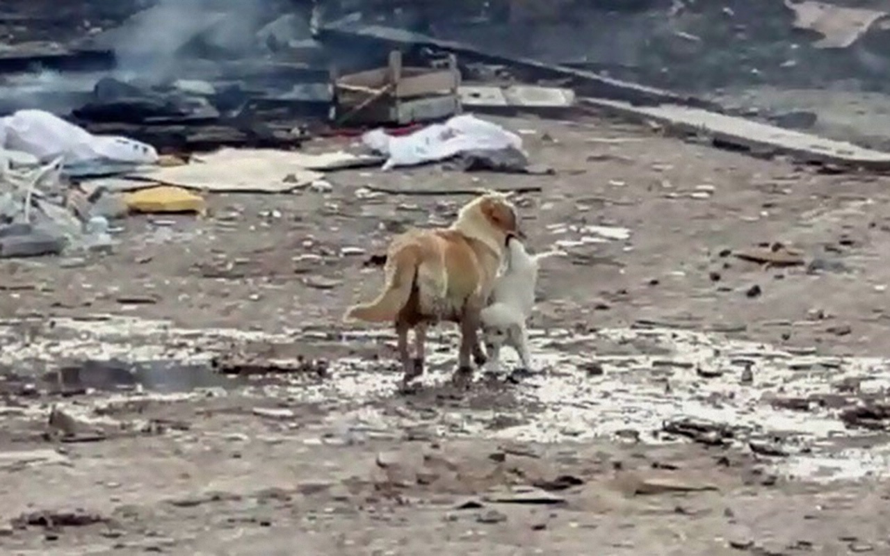 Bilecik'te anne köpek yavrusunu alevlerin arasından kurtardı