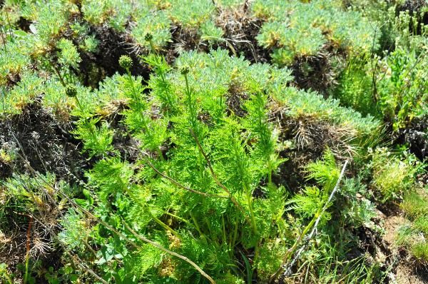Giresun'da kandamlası bitkisi 150 yıl aradan sonra görüldü