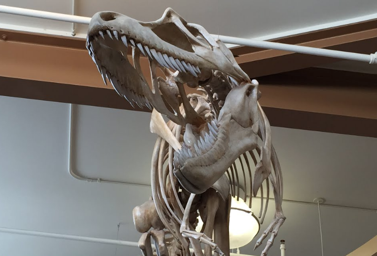 Nesli tükenen dinozorların fosil kalıntılarından iki yeni tür keşfedildi