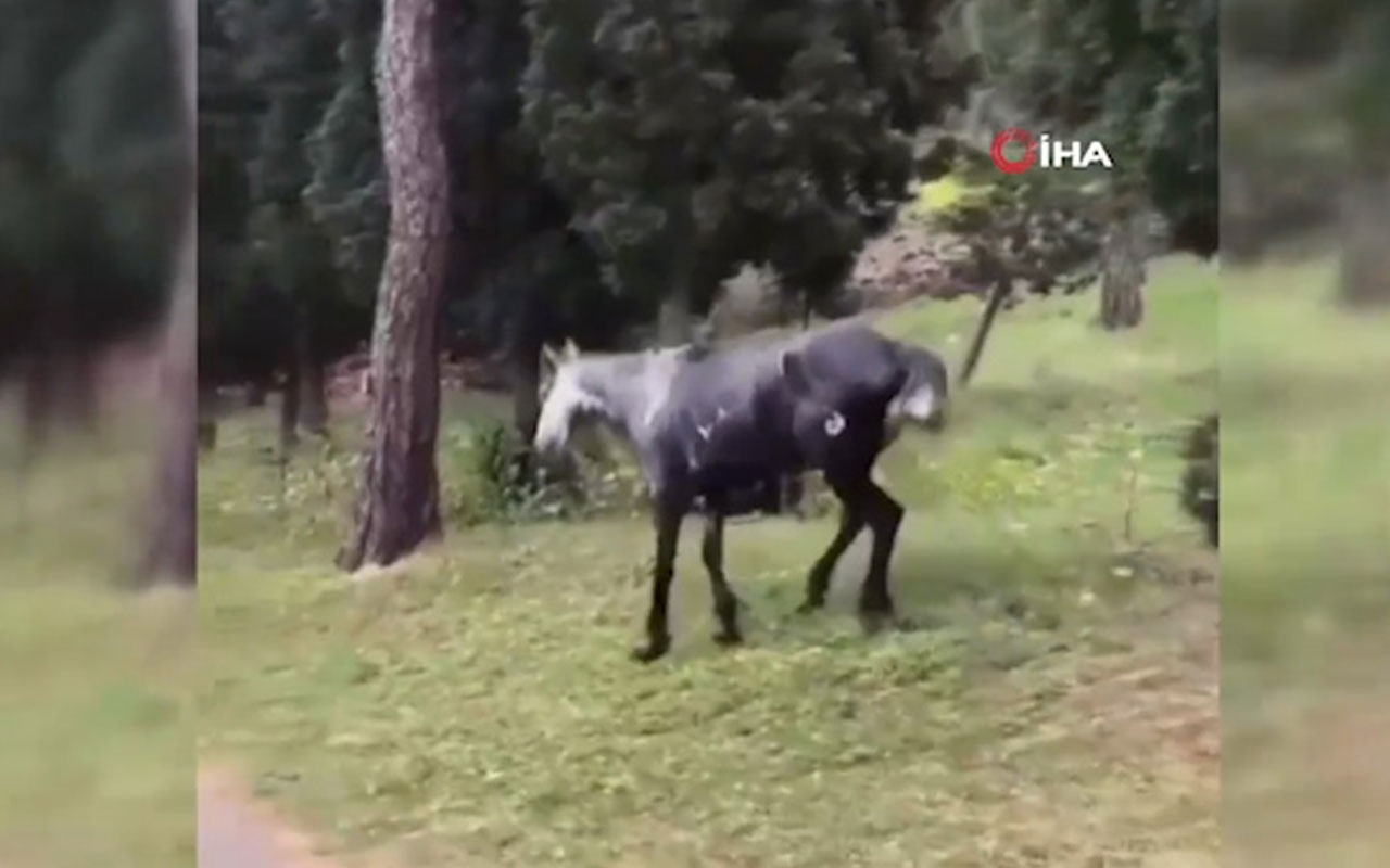 Heybeliada'da atın içler acısı hali yürekleri sızlattı