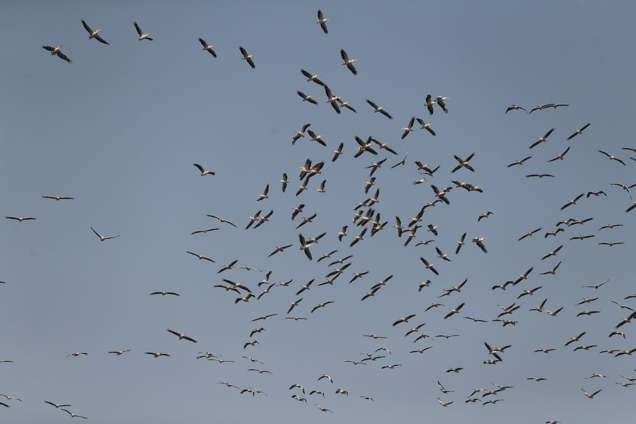 Ak pelikanların gökyüzündeki muhteşem dansı havadan görüntülendi