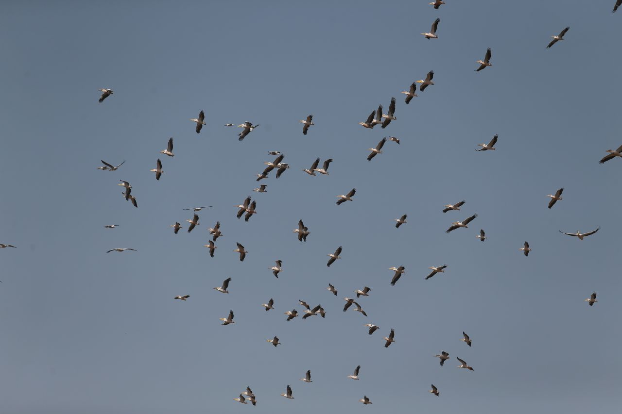 Ak pelikanların gökyüzündeki muhteşem dansı havadan görüntülendi