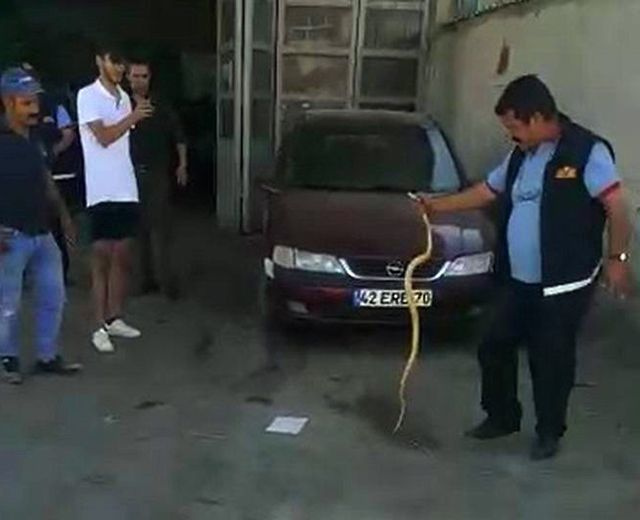 Karaman'da yılan itfaiye çalışanının elini soktu