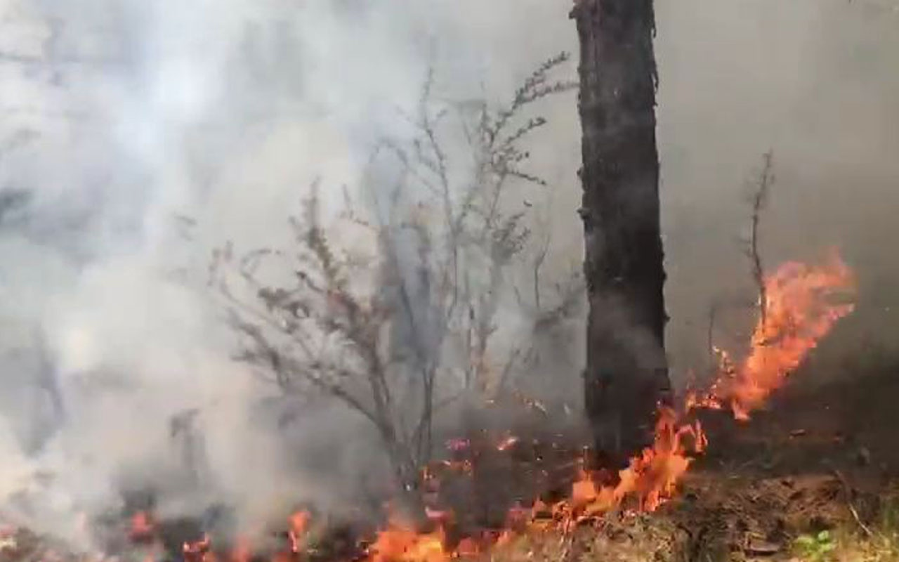 Safranbolu’da yıldırım düşmesi sonucu ormanda yangın çıktı