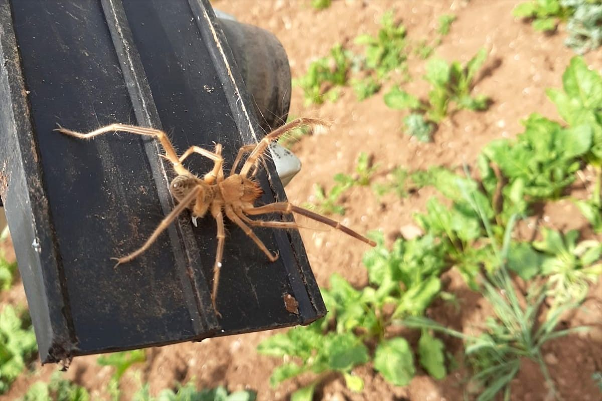 Elazığ'da etçil örümcek endişesi