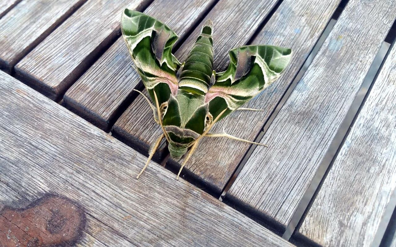 Muğla Bodrum'da nadir rastlanan mekik kelebeği görüldü