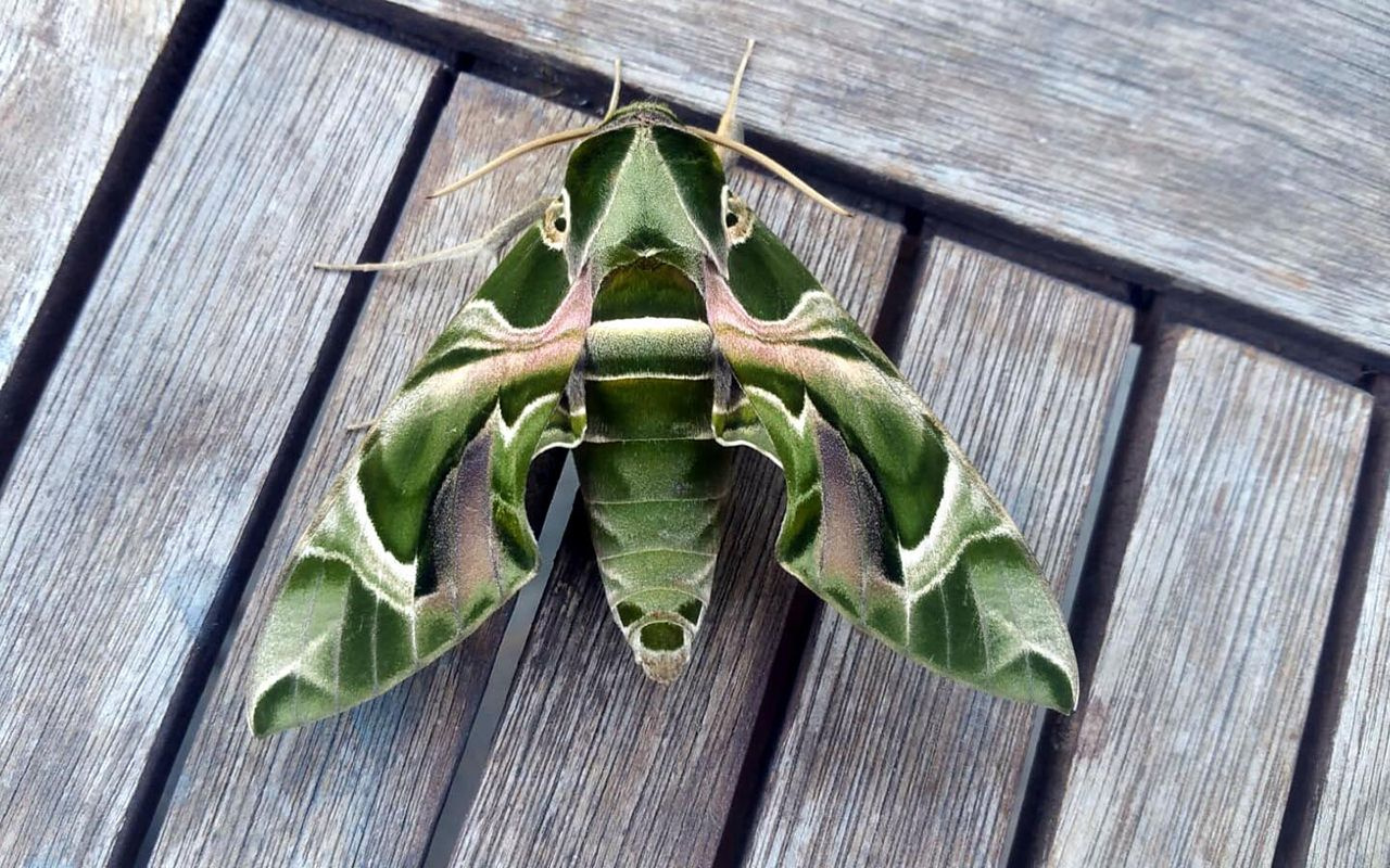 Muğla Bodrum'da nadir rastlanan mekik kelebeği görüldü