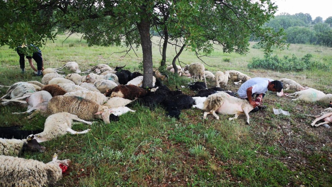 Eskişehir’de 55 koyun yıldırım çarpması sonucu telef oldu