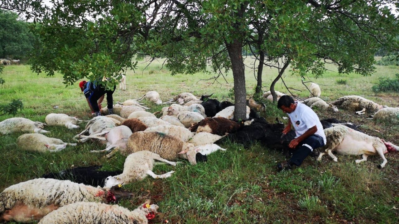 Eskişehir’de 55 koyun yıldırım çarpması sonucu telef oldu