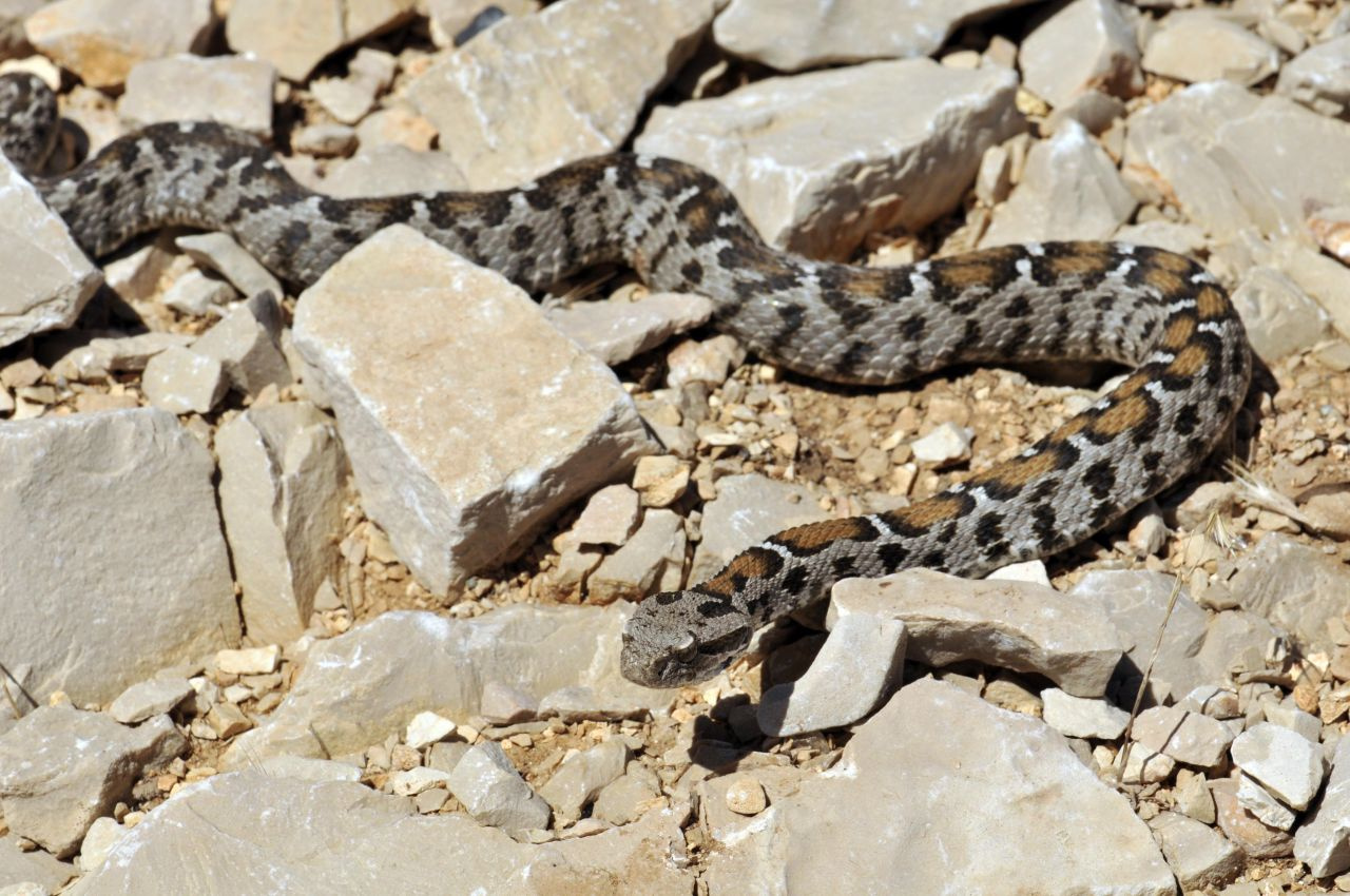 Nesli tükenmekte olan yılan Nemrut Dağı'nda görüldü