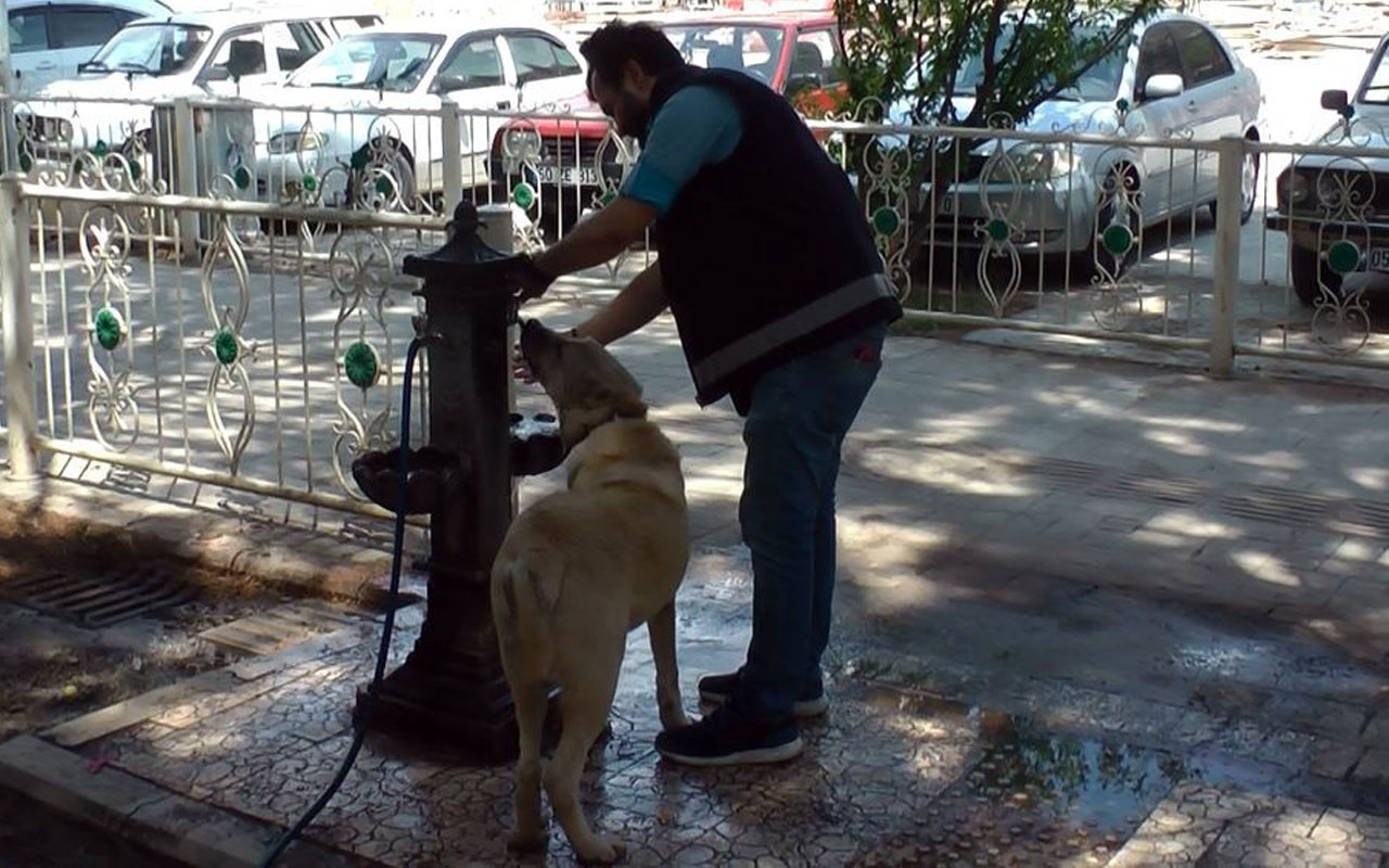 Amasya'da sıcaktan bunalan köpeğe polis şefkati