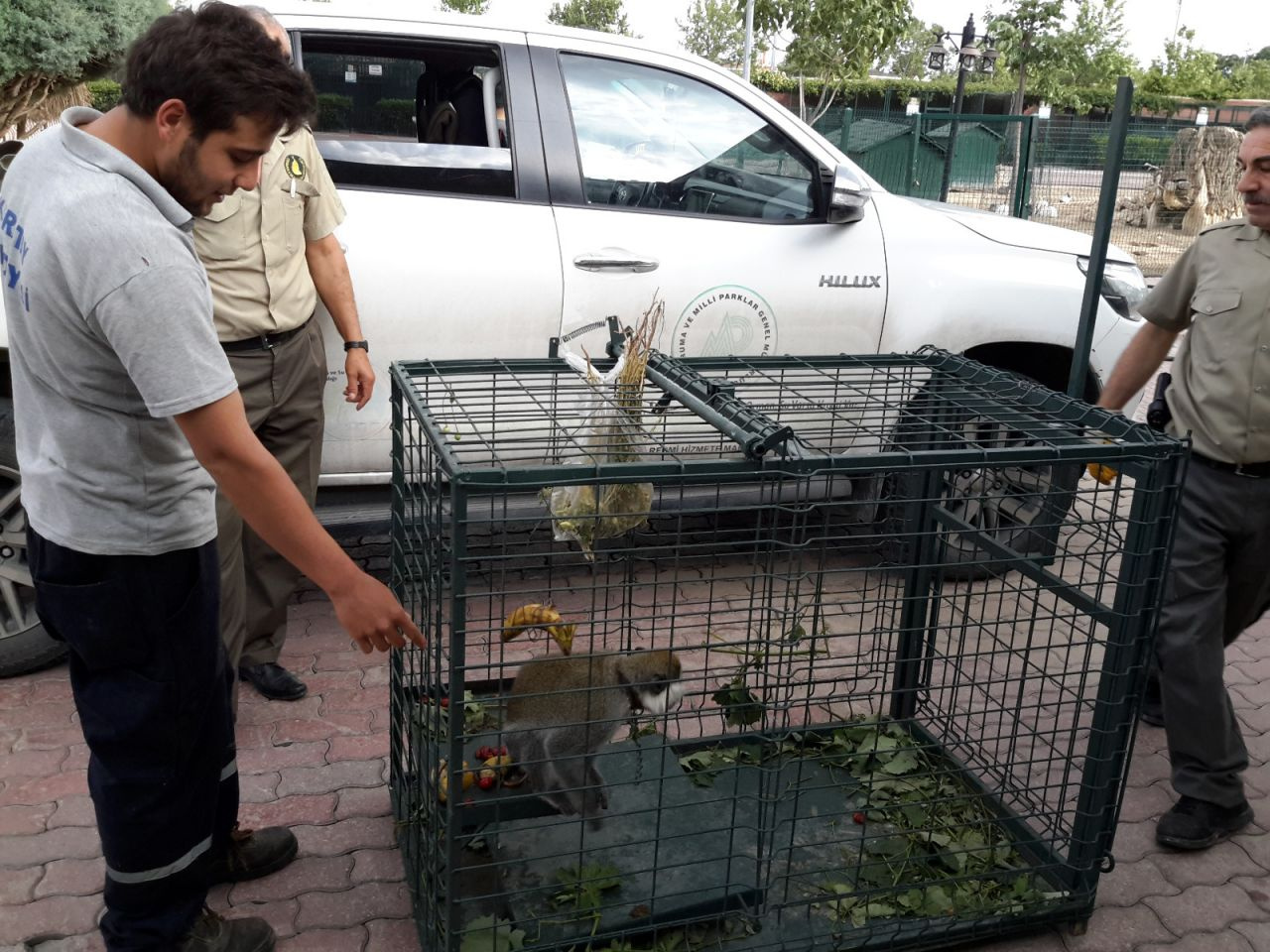 Konya'da maymun bulundu görenler şaştı kaldı