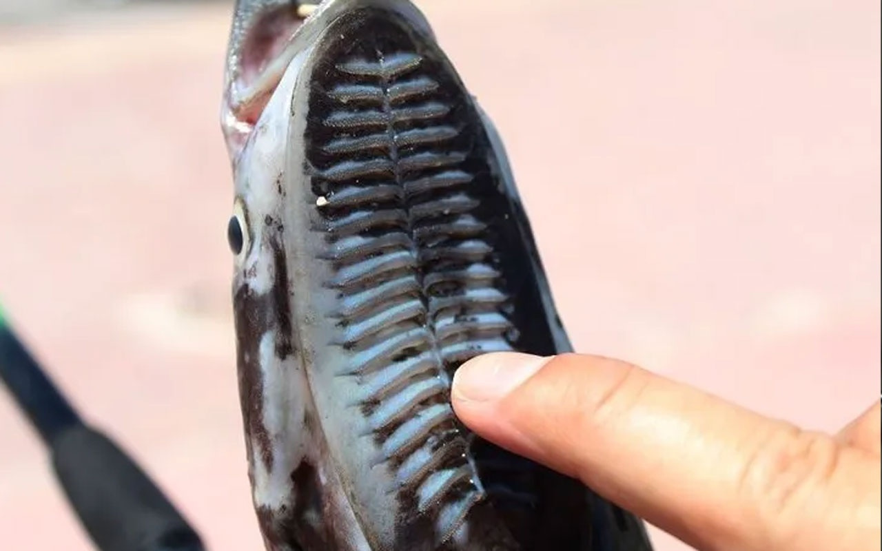 Antalya'da yakalanan 56 santimetrelik vantuz şaşkınlık yarattı:  Köpek balığı zannettim
