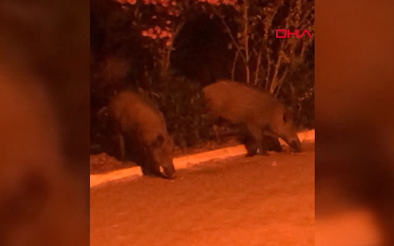 Balıkesir'de aç kalan domuzlar ilçe merkezinde görüntülendi