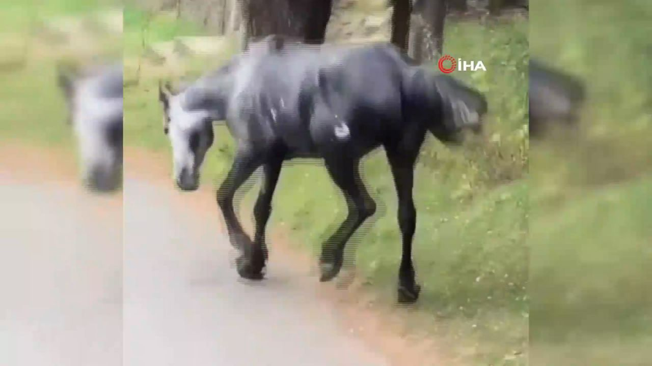 Atın içler acısı hali yürekleri sızlattı