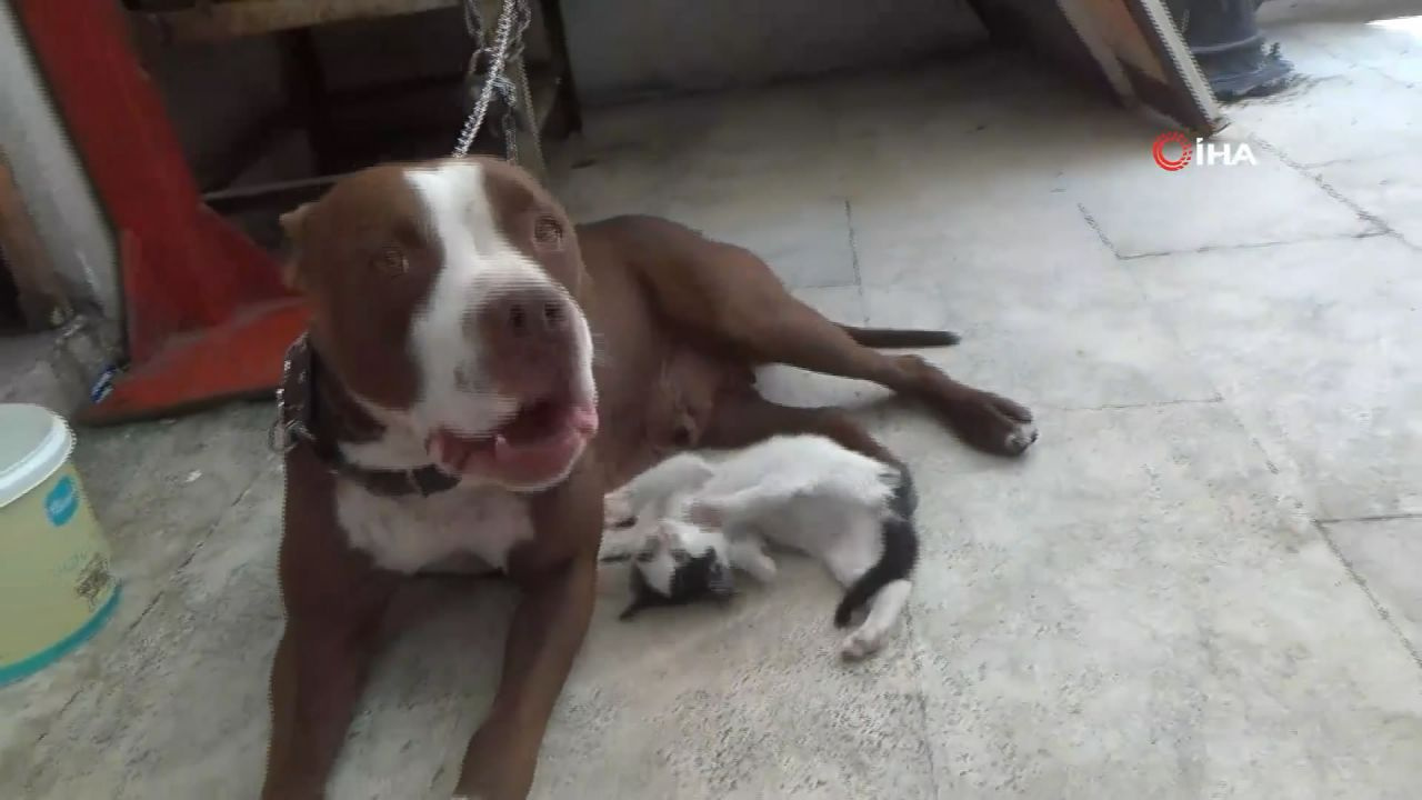 Pitbulldan yavru kediye anne şefkati