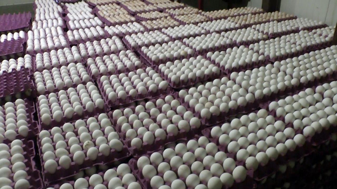 Tavuklara her sabah düzenli dinletiyor günde 150 koli yumurta alıyor!
