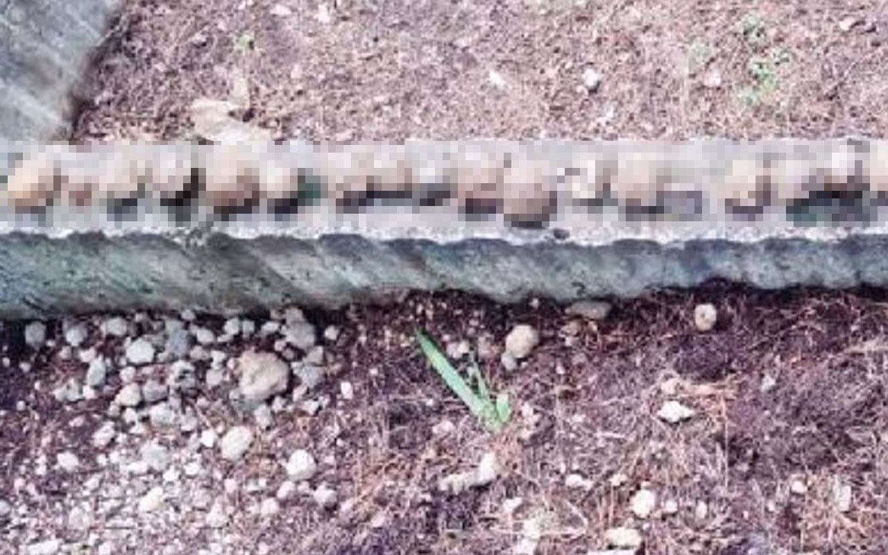 Mezarlıkta esrarengiz olay! 23 kaplumbağa ölüsü dizili haldeydi