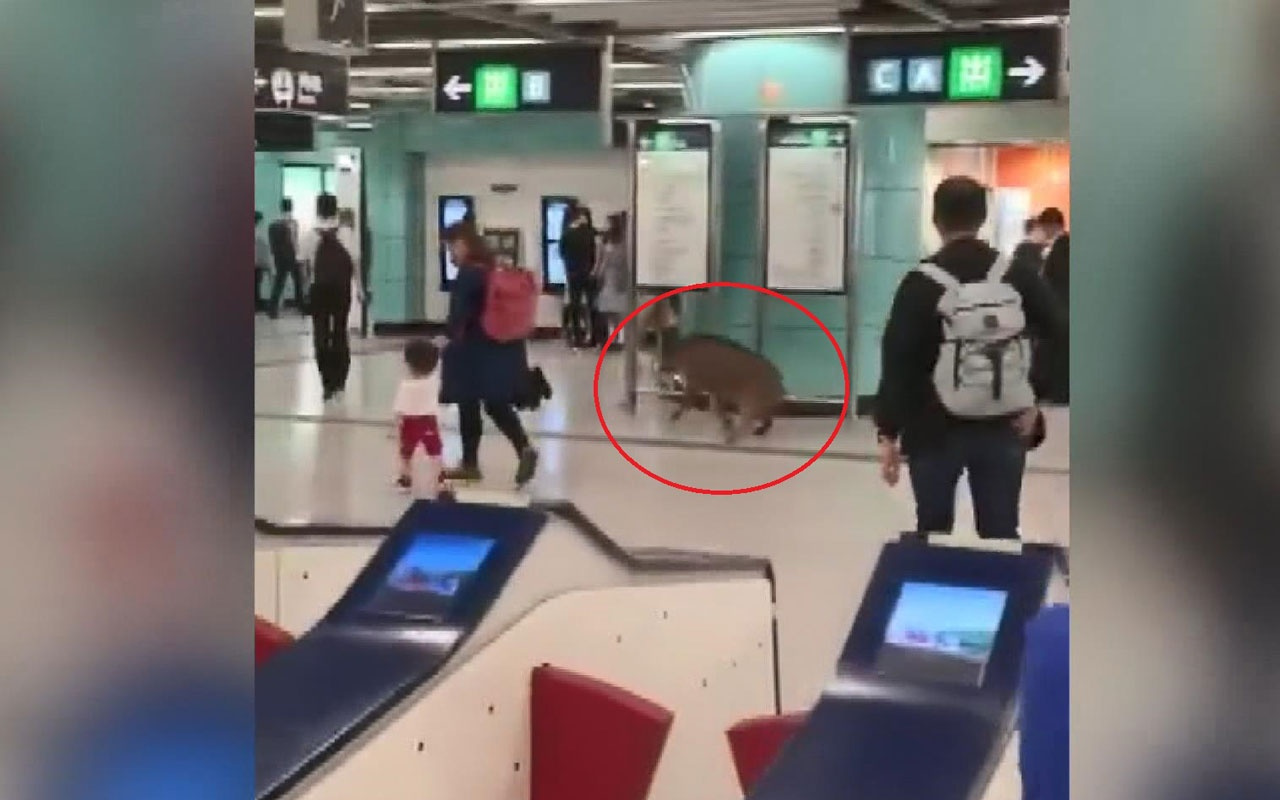 Çin'de metro istasyonuna giren yaban domuzu kadını yaraladı