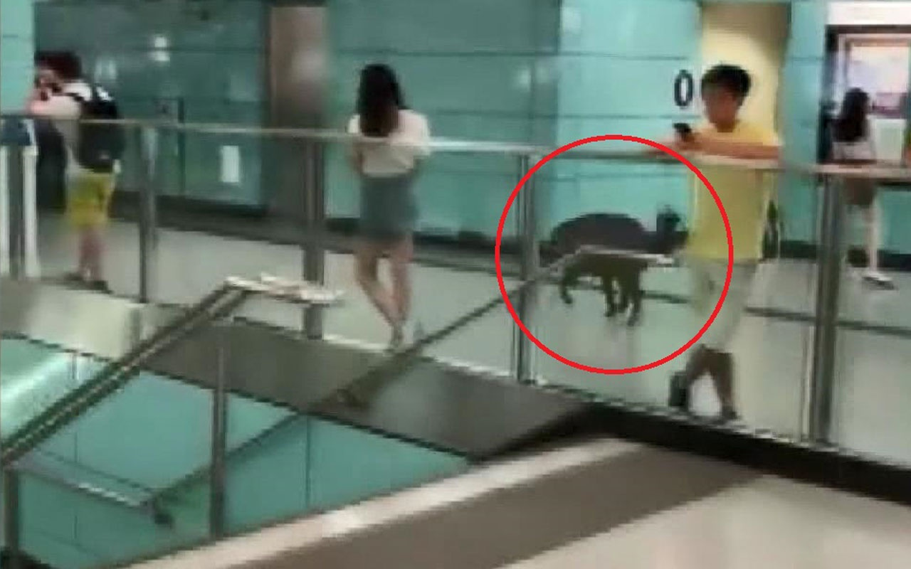 Çin’de metro istasyonuna giren yaban domuzu, kadını yaraladı