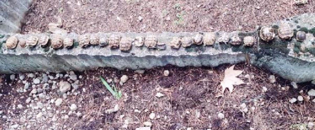Isparta'da mezarlıkta dehşete düşüren kaplumbağa olayı