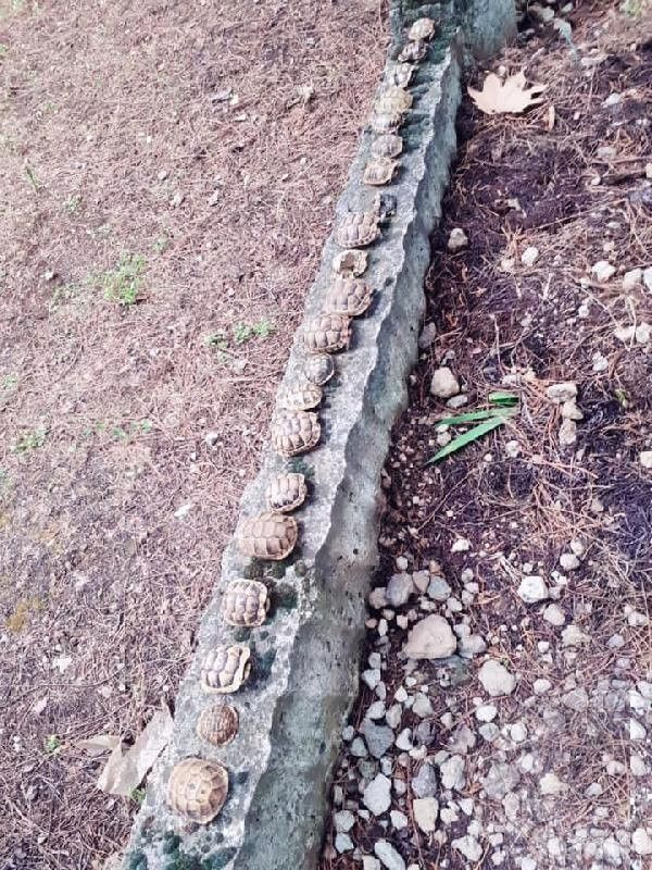 Isparta'da mezarlıkta dehşete düşüren kaplumbağa olayı