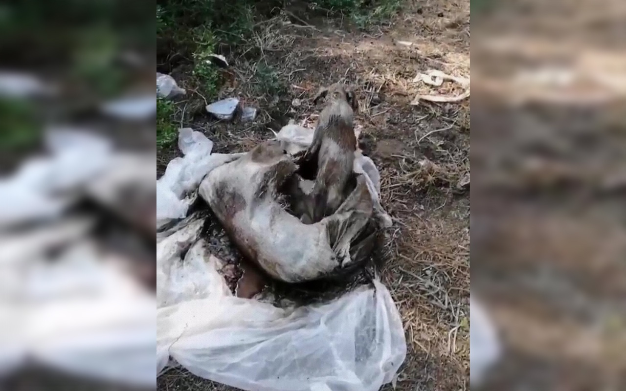 Antalya'da çuval içinde biri ölü iki köpek bulundu