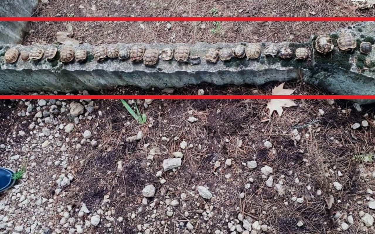 Isparta'da mezarlıktaki kaplumbağaların sırrı çözüldü