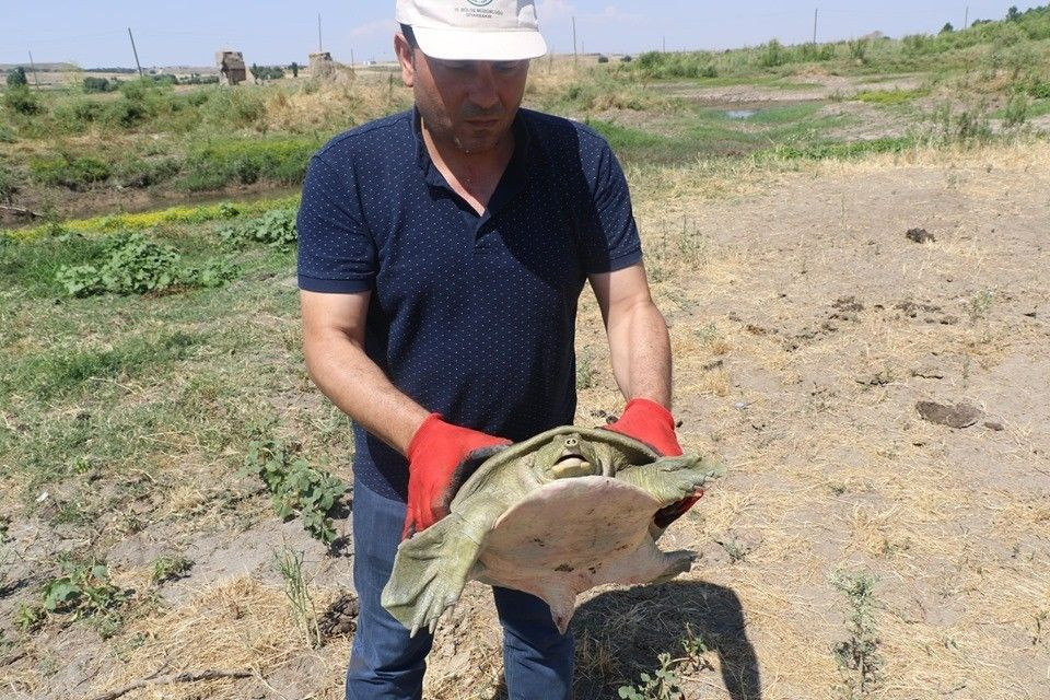 Diyarbakır'da nesli tükenmek üzere olan Fırat kaplumbağası bulundu