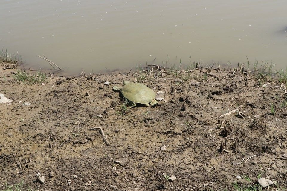 Diyarbakır'da nesli tükenmek üzere olan Fırat kaplumbağası bulundu