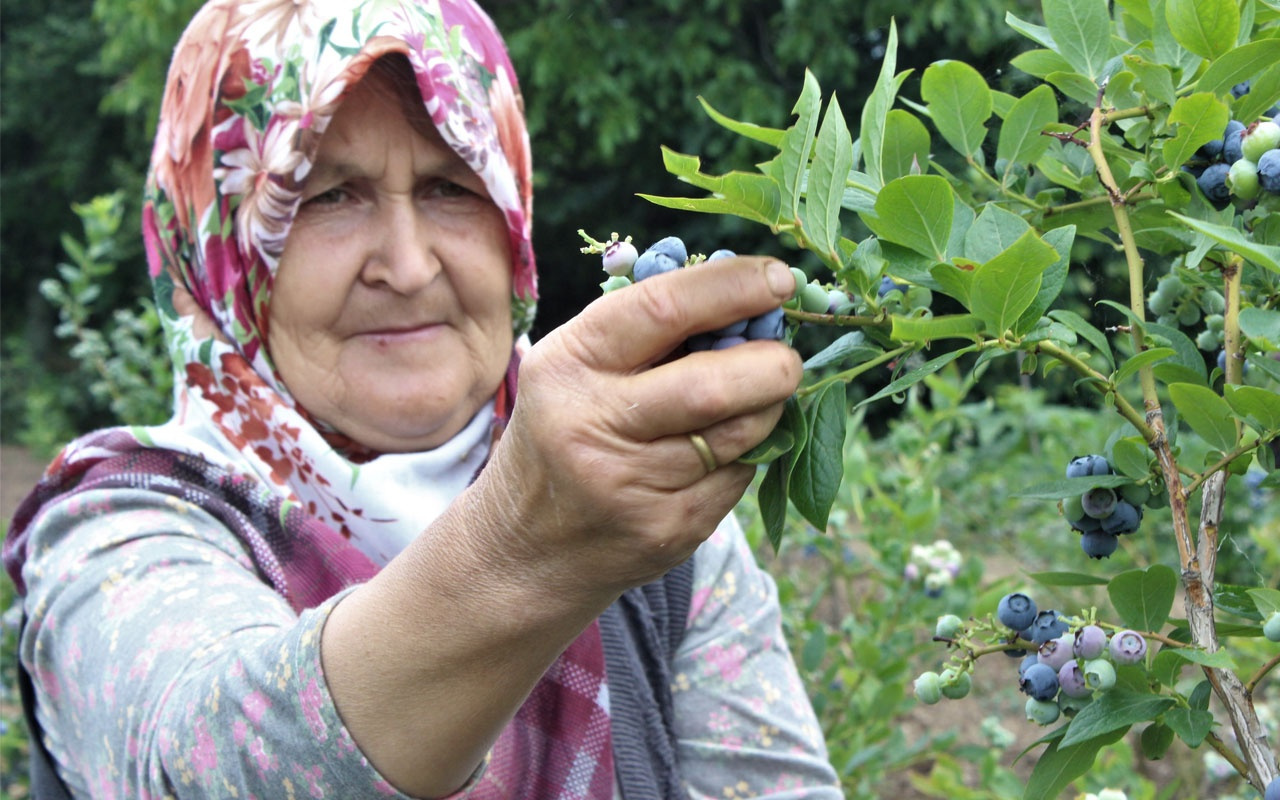 Bursa'da dağ köyünün yüzünü güldürdü! Dönümden 80 bin lira kazanıyor