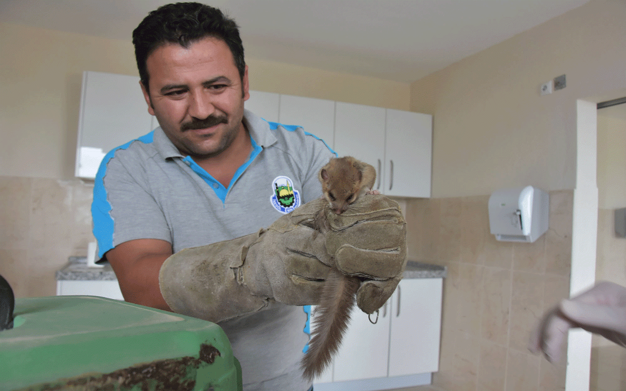 Nesli tükenmekte olan fare türlerinden biri! Bakın hangi ilde görüldü