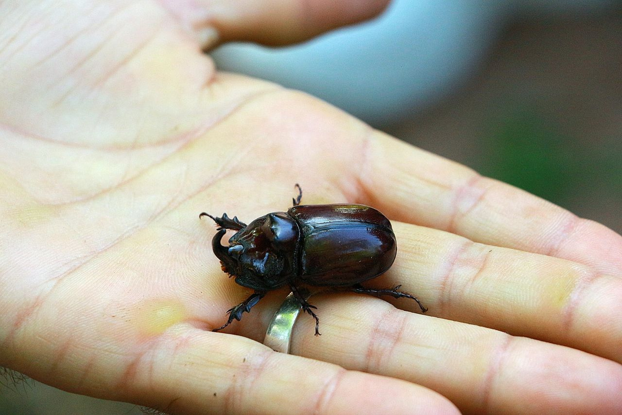 Bingöl'de bir çiftçi buldu dünyanın en güçlü böceği