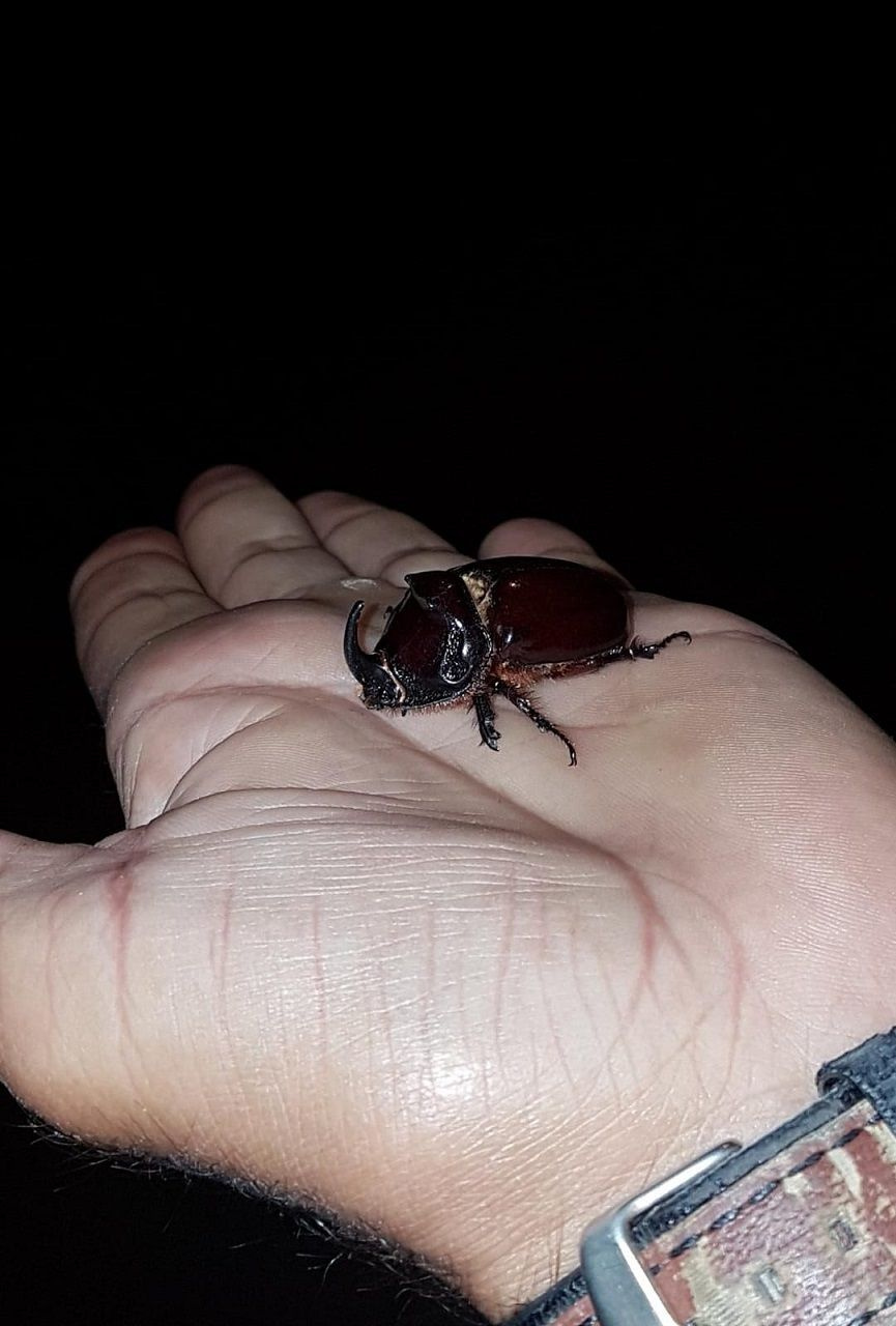 Bingöl'de bir çiftçi buldu dünyanın en güçlü böceği