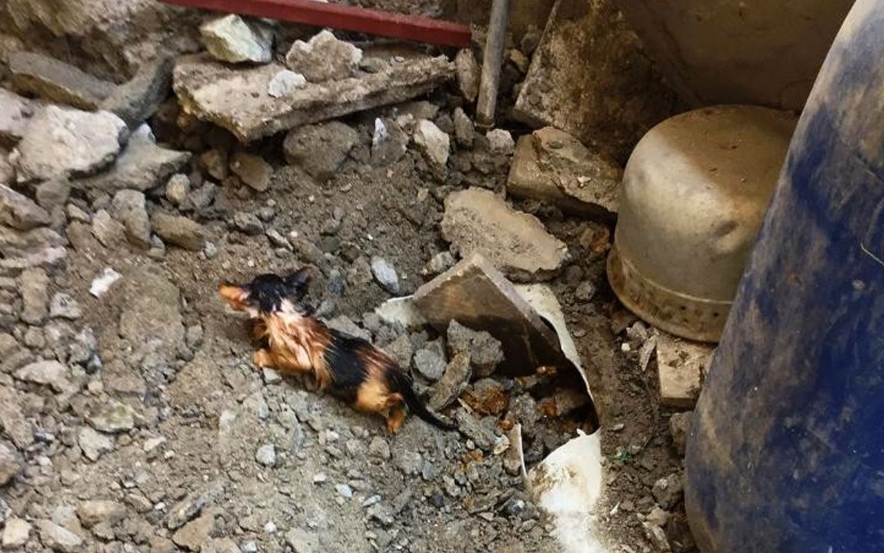 Vatandaşlar haber verdi! Kanalizasyona sıkışan yavru kediyi itfaiye kurtardı