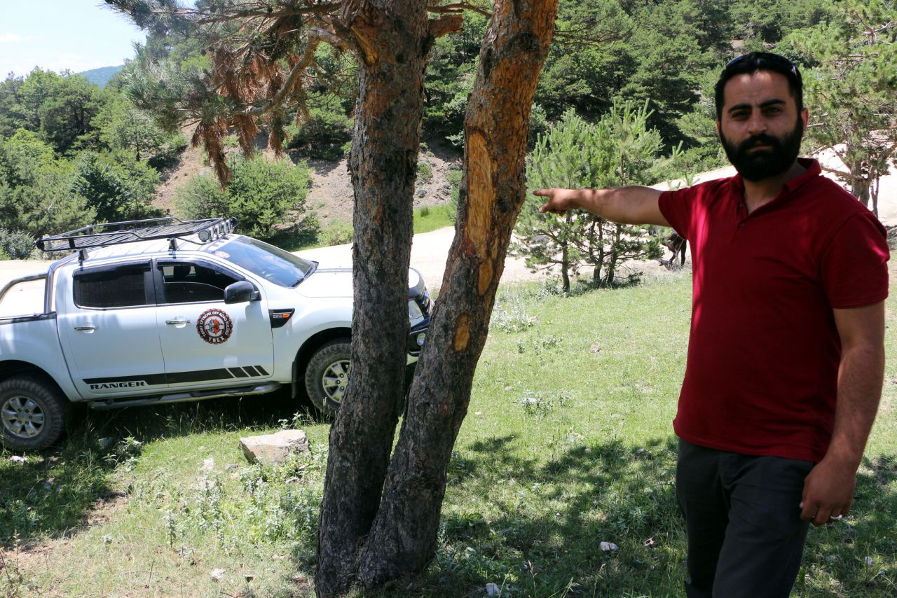 Tokat'ta yayladaki çam ağaçlarına zarar verilmesine tepki