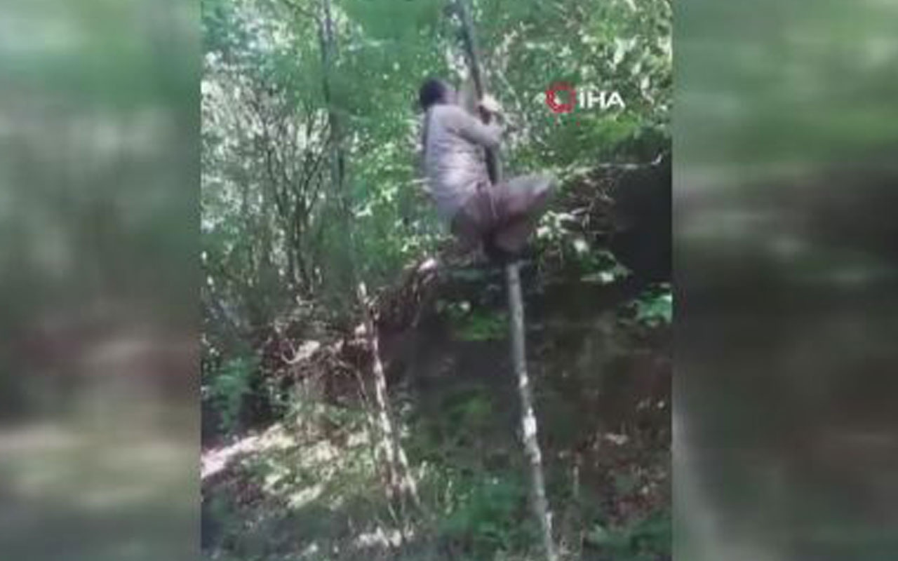 Arkadaşının tırmandığı ağaçtan düşmesini saniye saniye kaydetti