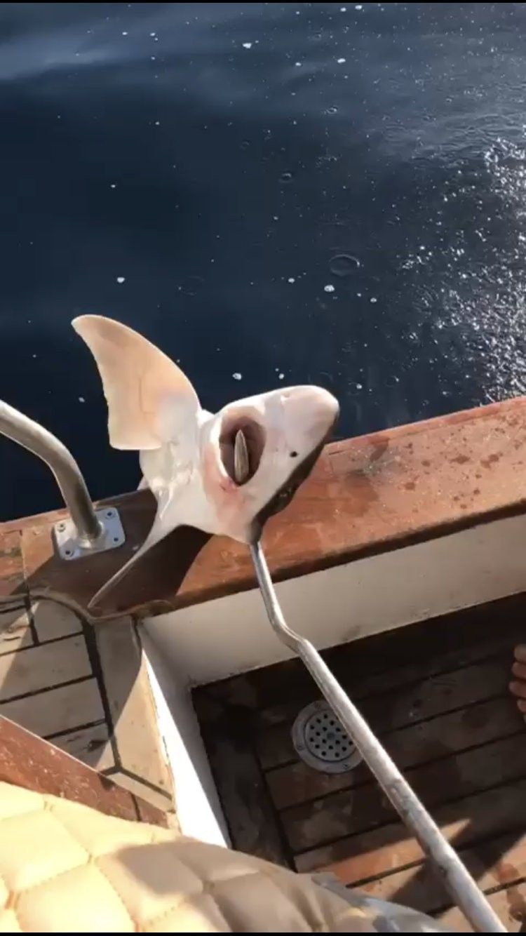 Antalya'da yakalanan 2 metre boyundaki köpek balığı görenleri hayrete düşürdü