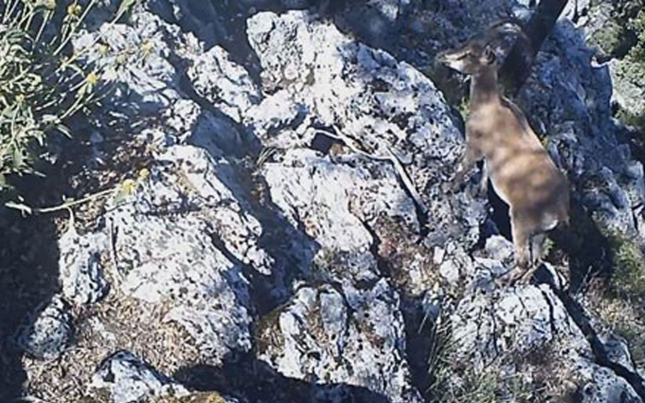 Burdur’da yaban keçisi ve yaban kedisi fotokapana yakalandı